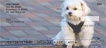 Bichon Frises