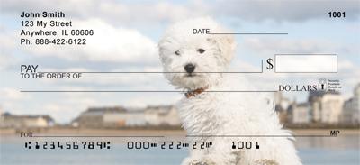 Bichon Frises