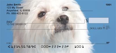 Bichon Frises