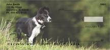 Border Collies