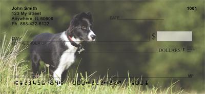 Border Collies