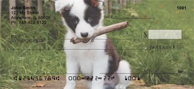 Border Collies