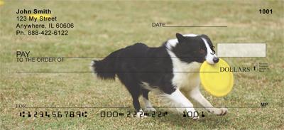 Border Collies