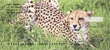 Cheetahs