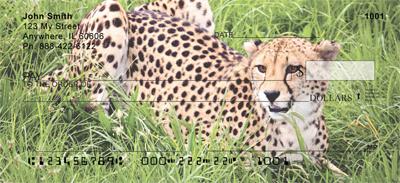 Cheetahs