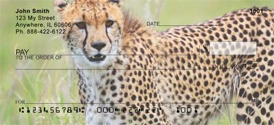 Cheetahs