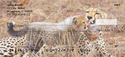 Cheetahs