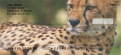Cheetahs