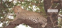 Leopards