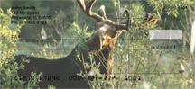 Moose