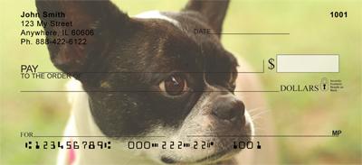 Boston Terriers