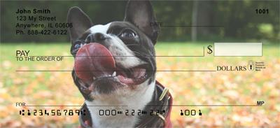 Boston Terriers