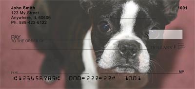 Boston Terriers