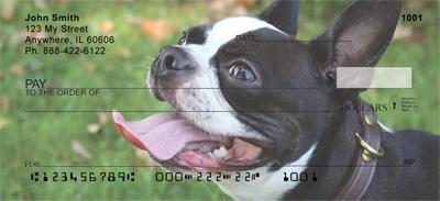 Boston Terriers