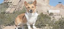 Corgis