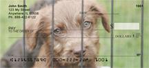 Adopt a Dog