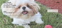 Shih Tzus