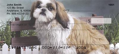 Shih Tzus