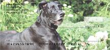 Great Danes