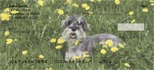 Schnauzers