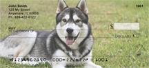 Siberian Huskies