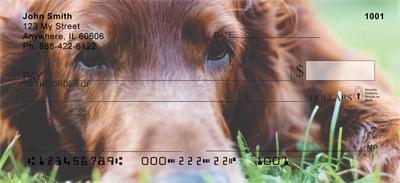 Irish Setters