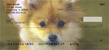 Pomeranians