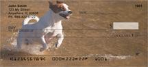 Jack Russells