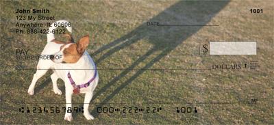 Jack Russells