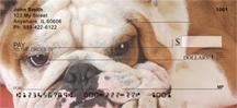 English Bulldogs