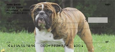 English Bulldogs