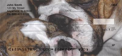 English Bulldogs