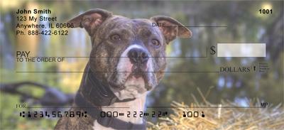 Pit Bulls