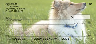 Collies