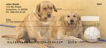 Labrador Fun