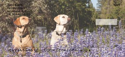 Labrador Fun