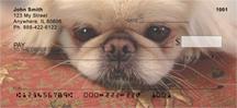Pekingese