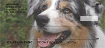 Australian Shepherds