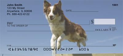 Australian Shepherds