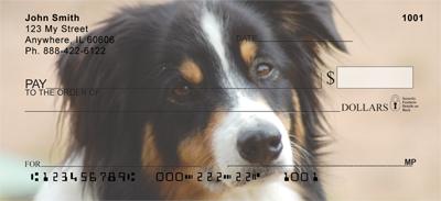 Australian Shepherds