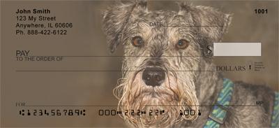 Miniature Schnauzers