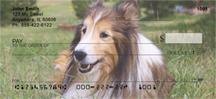 Shetland Sheepdogs