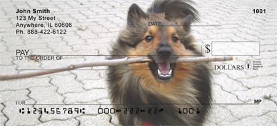 Shetland Sheepdogs