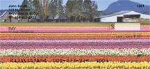 Fields of Flowers
