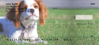 Cavalier King Charles Spaniels