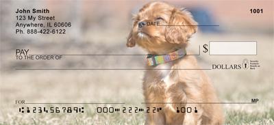 Cavalier King Charles Spaniels