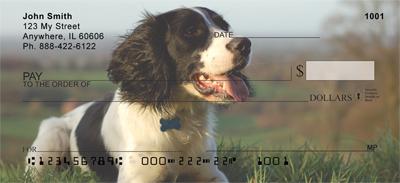 Springer Spaniels