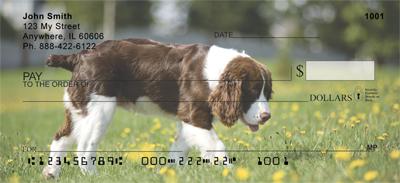 Springer Spaniels