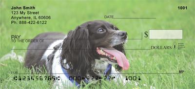 Springer Spaniels
