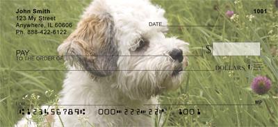 Havanese